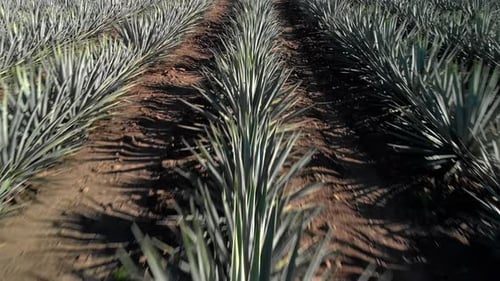 DROHNE: MITTAGS ÜBER AGAVENPFLANZEN BEI TEQUILIA JALISCO FLIEGEN