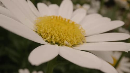 Cinematic move over white daisy in garden during spring