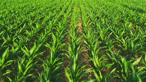 Drone Over Cornfield