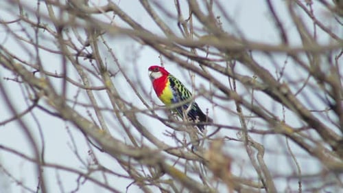 Eastern Rosella Bird Perched On Bare Tree Branch Looking Around Winter Australia Gippsland Victoria