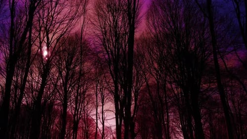 4K Red Sky Night Forest