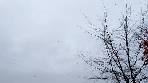 Large Flock of Birds Flying Against Gray Sky