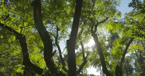 Summer Deciduous Forest Sunlight Breaks Through Trees In Foliar Forest Summer Sunny Day Beautiful