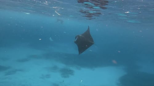 Underwater View Of Manta Ray Diving In Blue Ocean With Plastic Waste Around
