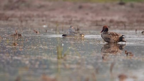 Red-crested pochard ducks in Wetland