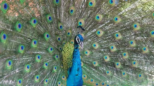 Peacock displaying vibrant colorful plumage