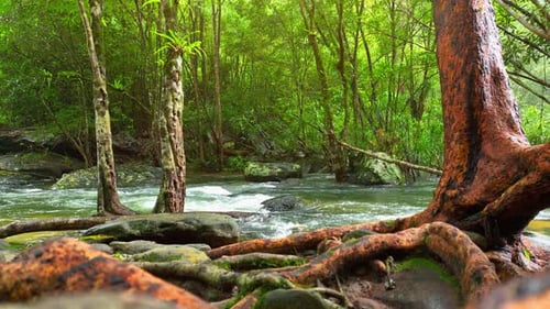 A picturesque stream flows through a lush tropical forest.