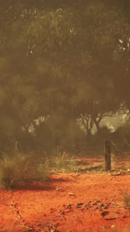 Ethereal Oasis Untamed Splendor Captured in the Vast Australian Bush