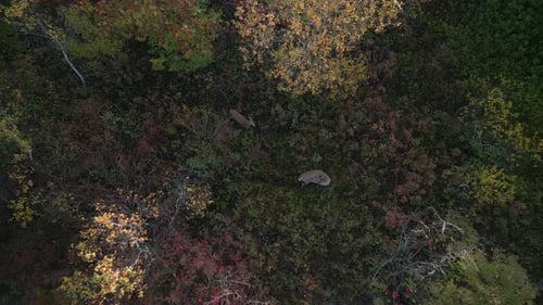 Vue du dessus : groupe de cerfs sauvages en automne, vue aérienne de la forêt à travers les feuilles des arbres