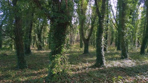 Forest With Trees Densely Covered In Vegetations. Sideways Shot