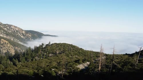 Aerial Wide View of Mountains With Pine Trees Above Sea of Clouds, Horizon In Distance