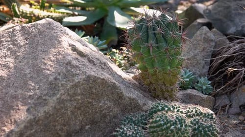 Cactuses Growing on Stones in Botanical Garden on a Sunny Day