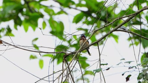 Regardant la caméra à travers des branches nues, le martin-pêcheur barré Lacedo pulchella, Thaïlande