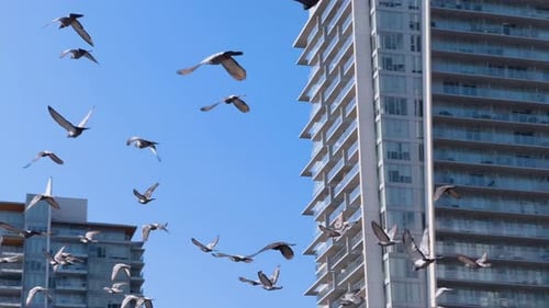 Flock of pigeons flying in the sky
