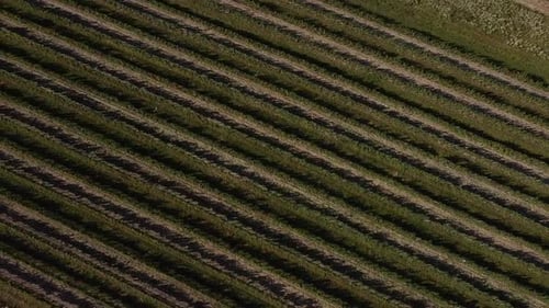 Vue aérienne Un drone survole un vignoble sous le soleil d'été