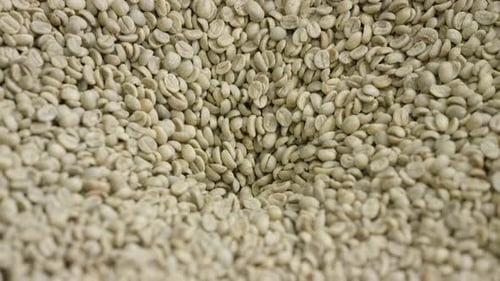 Green coffee beans rotating in a coffee roaster
