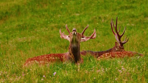 Un elegante ciervo con grandes cuernos en la naturaleza Los animales salvajes caminan por Green Meadows