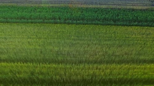 Aerial view of beautiful green wheat field landscape in summer farming land