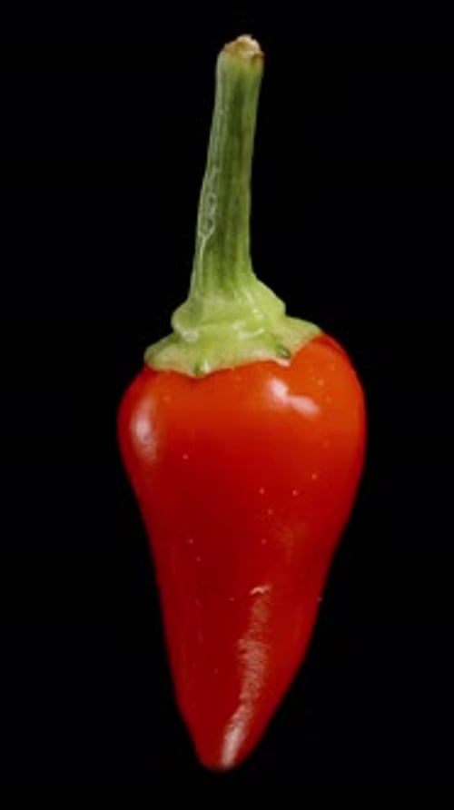 Vertical video. A rosemary mini red pepper rotates on a black background. Isolated, close-up view.
