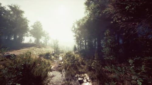Misty Morning in the Woods
