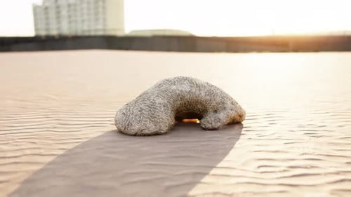 Old White Coral on Sand Beach