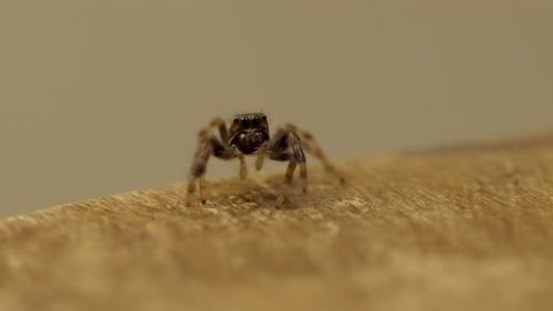Petite araignée sauteuse aux grands yeux regardant autour d'elle sur un plan