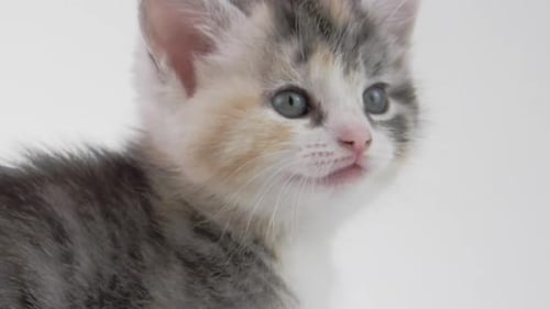 Adorable Kitten Yawns in a Close Up Shot