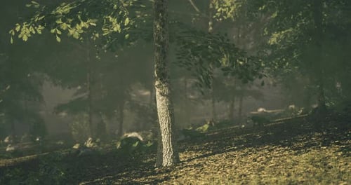 Sunlight Filtering Through Trees in a Serene Forest During Early Morning