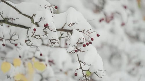 First snow delicately covers rowan tree branches adorned with withered autumn leaves and colorful re