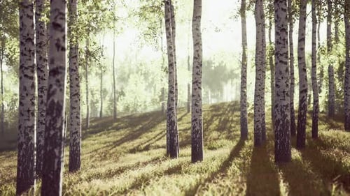 Sunrise or Sunset in a Spring Birch Forest with Rays of Sun Shining