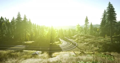 Scenic Winding Road Through Lush Forest During Bright Sunny Day
