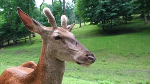 Retrato de focinho de veado de perto Veado pastando no campo Vídeo completo de animais do zoológico em câmera lenta