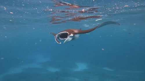 Underwater View Of Manta Ray Feeding With Its Mouth Open in Blue Ocean Water, Indonesia