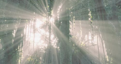 Sunlight Filtering Through Trees in a Lush Forest During Early Morning Hours