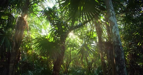 La lumière du soleil filtre à travers un feuillage tropical dense dans un décor de jungle luxuriante