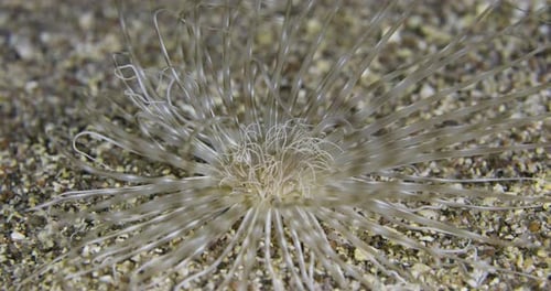 Pachycerianthus maua. Banded Tube Dwelling Anemone.