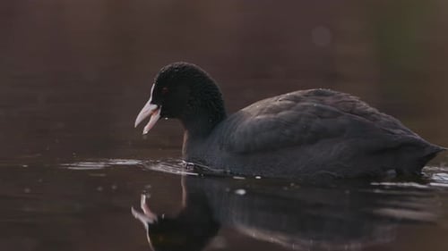 Eurasian Coot Swimming in the Water - Slow Motion Close Up