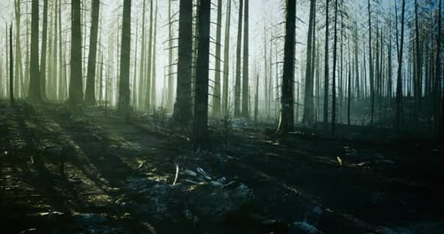Burned Trees Create a Haunting Landscape in a Forest Recovering From a Wildfire