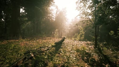 Sunlight Filters Through Trees in a Serene Forest During the Golden Hour