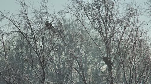 Crows sit on birch branches during very cold winter