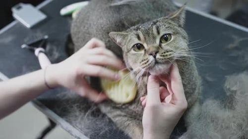 Brown Tabby Cat Being Brushed Lovingly Indoors