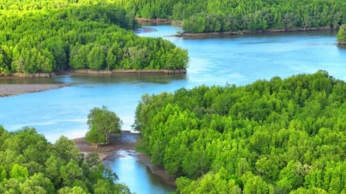 A mesmerizing drone view of Thailand's vibrant mangrove forests.
