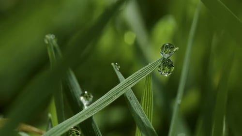 Time Lapse of dew drops evaporating in the morning sun, shot on Sigma 100mm Lens.