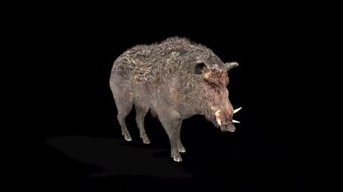 Realistic 3D Animated Wild Boar Sniffing and Looking Up