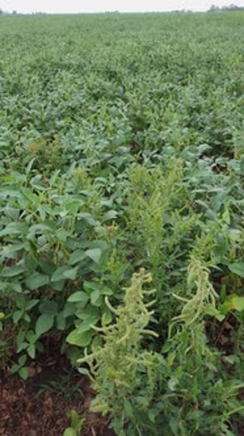 Vertical panning view of soybean field-