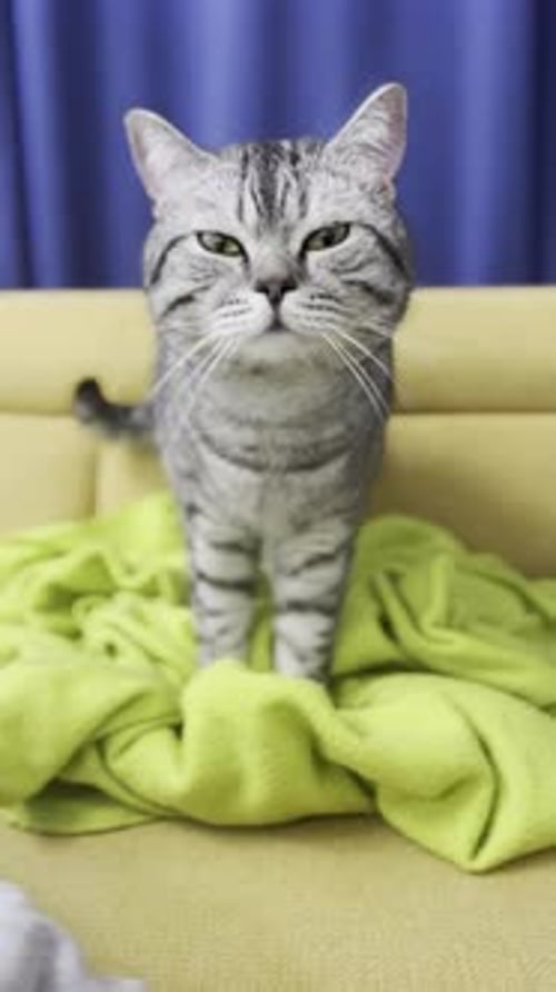Grey Tabby Cat Standing on Yellow Couch Indoors