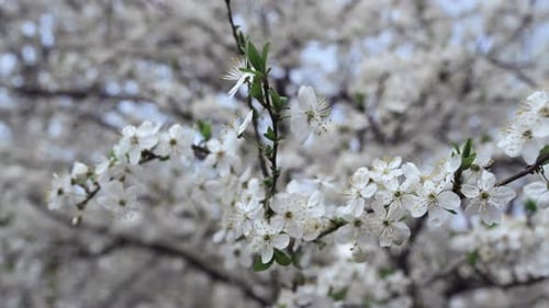 Blossom Cherry Trees Swaying Wind in Spring Garden. Close Up White Flower