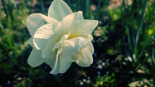 Una gran flor blanca de narciso, pétalos grandes y estambres que crecen en tierra negra