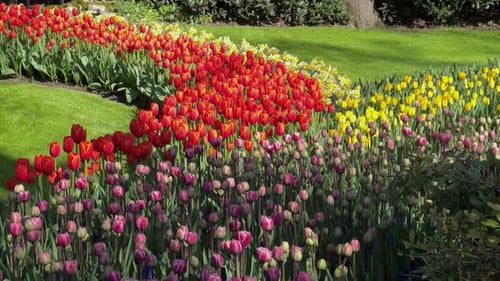 Multicolored flowerbed with tulips and daffodils swaying in the wind in Keukenhof Park. A colorful s