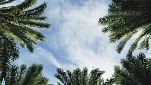 Palm Trees Against The Blue Sky